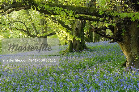 Bluebells in Carstramon Wood, Fleet Valley, near Gatehouse of Fleet, Dumfries and Galloway, Scotland, United Kingdom, Europe