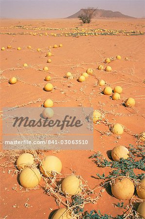 Desert pumpkins, Southwest Desert, Libya, North Africa, Africa