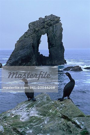 Shags and Gaada Stack, a natural arch 45 m high, old red sandstone, Foula, Shetland Islands, Scotland, United Kingdom, Europe