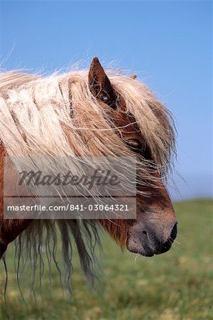 Shetland Pony, Shetland Islands, Schottland, Vereinigtes Königreich, Europa