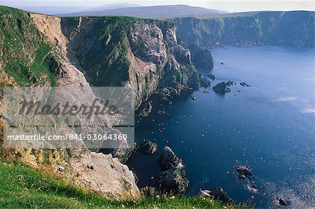 Falaises de Hermaness réserve naturelle nationale, grande régurgitée à Saito, Unst, îles Shetland, Ecosse, Royaume-Uni, Europe Falaises de Hermaness réserve naturelle nationale, grande régurgitée à Saito, Unst, îles Shetland, Ecosse, Royaume-Uni, Europe