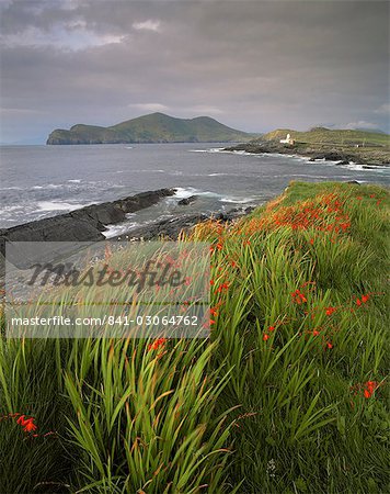 Flowers, lighthouse and Doulus Head, Valentia Island, Ring of Kerry, Co. Kerry, Munster, Republic of Ireland (Eire), Europe