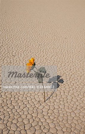 Sunflower in dried land, The Racetrack Point, Death Valley National Park, California, United States of America, North America