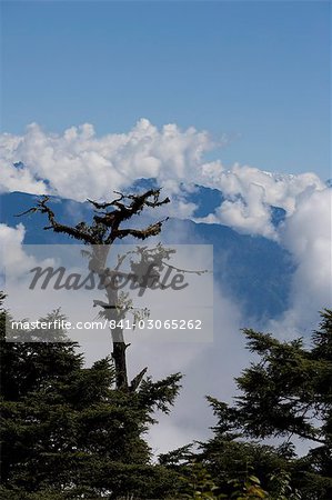 Trees and the Himalayas, Bhutan, Asia