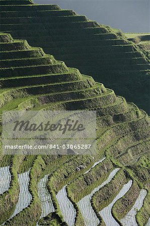 Longsheng en terrasses de rizières, Province de Guangxi, Chine, Asie