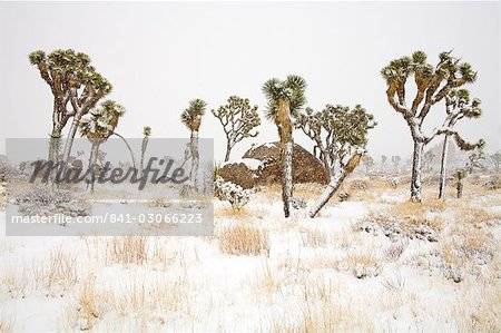 Rare winter snowfall, Joshua Tree National Park, California, United States of America, North America