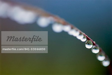 Water droplets on grass, Dali, Yunnan, China, Asia