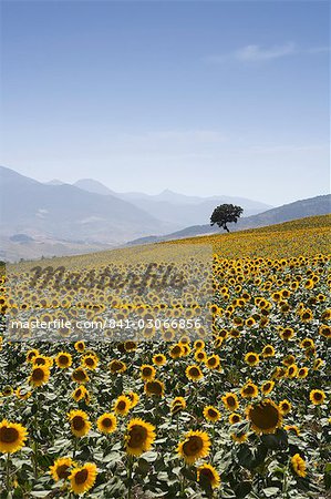 Tournesols, près de Ronda, Andalousie, Espagne, Europe