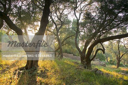 Evening light shining through olive trees, Paxos, Ionian Islands, Greek Islands, Greece, Europe