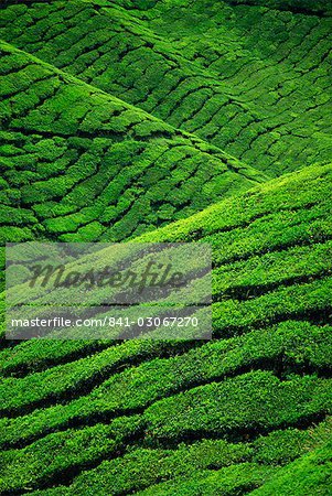 Rows of tea bushes at the Sungai Palas Estate in the Cameron Highlands in Perak Province, centre of tea production in Malaysia, Southeast Asia, Asia