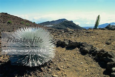 Silverswords growing in the vast crater of Haleakala, the world's largest dormant volcano, Maui, Hawaii, Hawaiian Islands, United States of America, North America