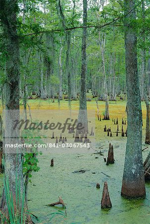 Cajun country, Atchatalaya Swamp, near Gibson, Louisiana, United States of America