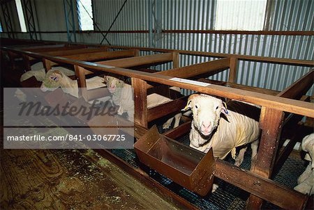 Sheep kept indoors to produce finer wool at the Wimmera Wool Factory, a community project at Horsham, Victoria, Australia, Pacific