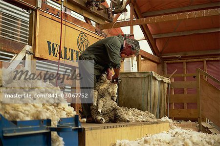 Demonstration der traditionellen Schafe-scheren mit Clippers bei Walter Peak, eine berühmte alte Schafe Station, westlichen Otago, Südinsel, Neuseeland, Pazifik