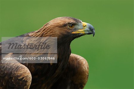 Golden Eagle