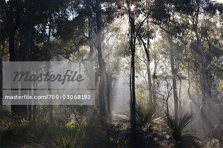 Arbres et des rayons de soleil, Darlington, Perth, Australie-occidentale, Australie