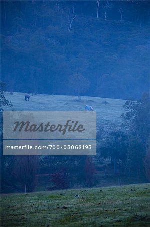 Horses in Pasture, Darlington, Perth, Western Australia, Australia