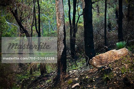 Tree Trunks, Darlington, Perth, Western Australia, Australia