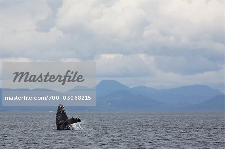 Verletzung der Buckelwal, British Columbia, Kanada
