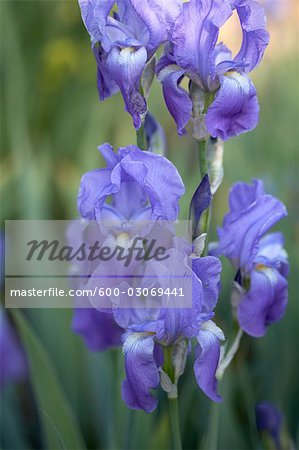 Bleu et violet iris, jardins botaniques royaux, Hamilton, Ontario, Canada
