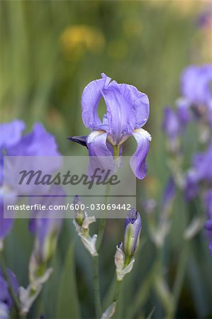 Purple Iris, jardins botaniques royaux, Hamilton, Ontario, Canada