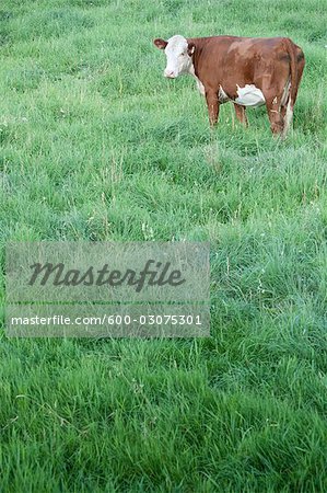 Vache dans un champ
