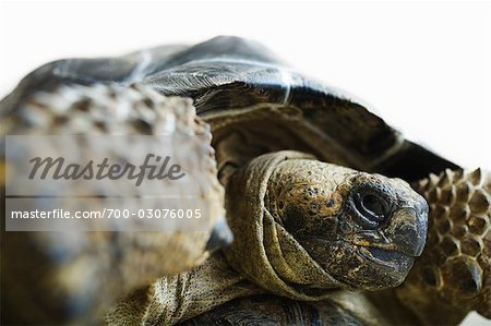 Gros plan d'une tortue géante des Galapagos