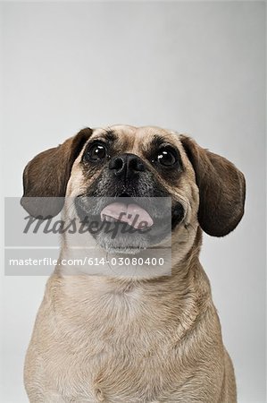 Puggle