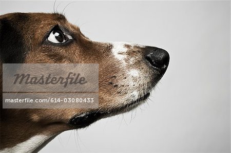 Leiter der Basset hound