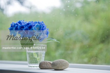 Hortensie und Stein neben dem Fenster