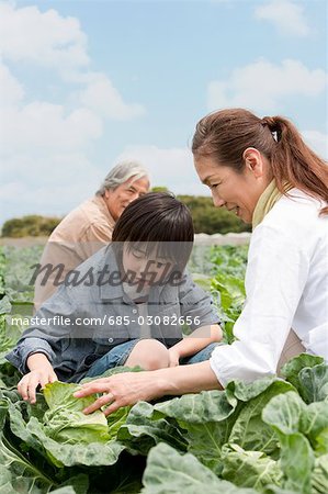 Grandparents and grandson harvesting cabbage