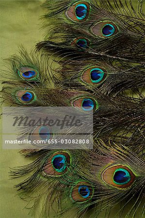Peacock feathers.