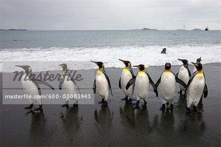 King Penguins on Beach, South Georgia Island, Antarctica