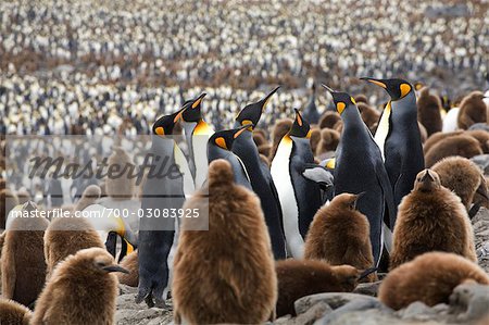 Colonie de pingouins roi, île de Géorgie du Sud, Antarctique