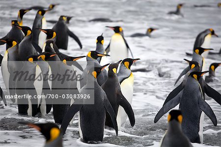 King Penguins en Surf, île de Géorgie du Sud, Antarctique