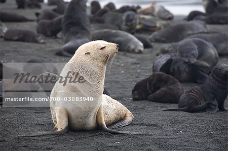 White Phase Fur Seal, South Georgia Island, Antarctica