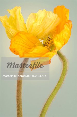 chiot de maïs jaune dans fleur pleine