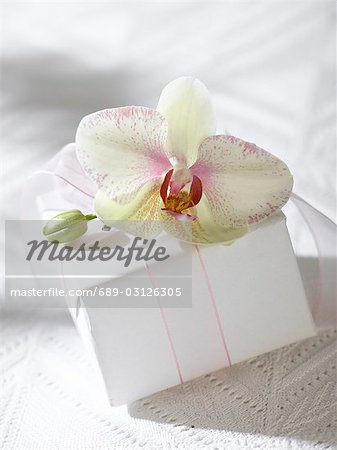 Orchid blossom on a gift