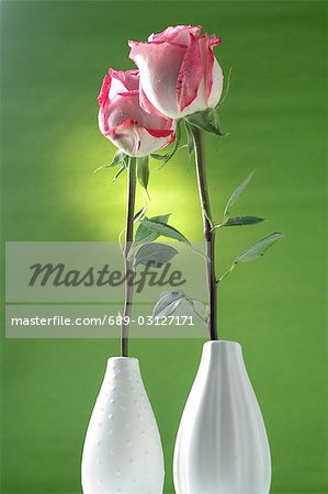 Rose in a vase