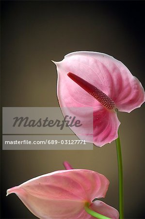 Fleur de fleur de rose flamingo