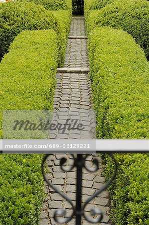 Garden path with boxwood hedges