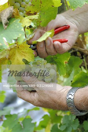 Vintage: Cutting wine grapes