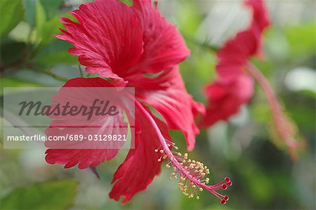 fleur d'Hibiscus