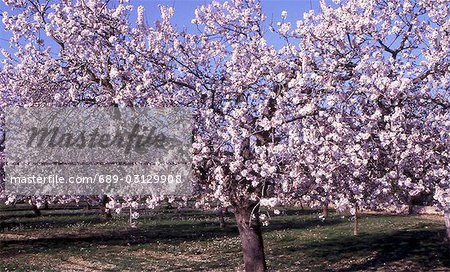 Blooming almond tree