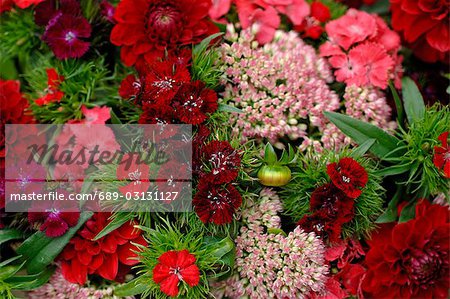 Fleurs rouges