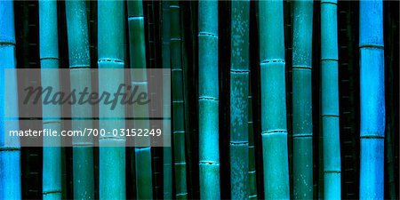 Gros plan d'une forêt de bambous au crépuscule, près de Kyoto, Japon
