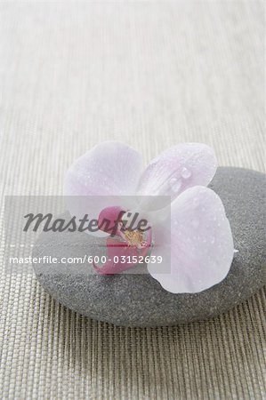 Orchid and Stone