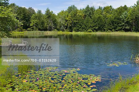 Water Lilies in Pond, Pennsylvania, USA