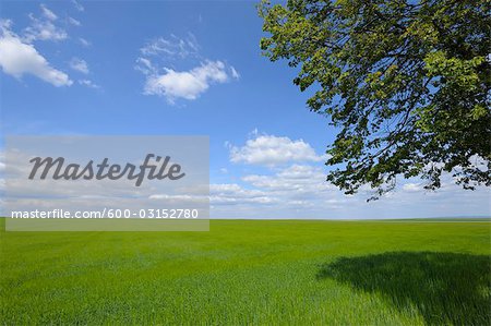 Orge champ, Alzey, Alzey-Worms, Rhénanie-Palatinat, Allemagne