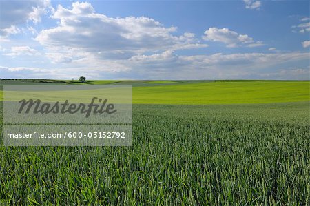 Mais-Feld, Alzey, Landkreis Alzey-Worms, Rheinland-Pfalz, Deutschland